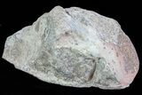 Polished Dinosaur Bone (Gembone) Section - Colorado #73050-1